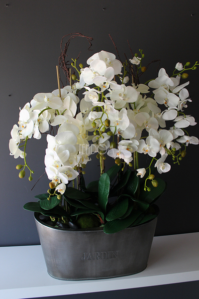 storczyk Jardin Grande w metalowej donicy, wys.97cm