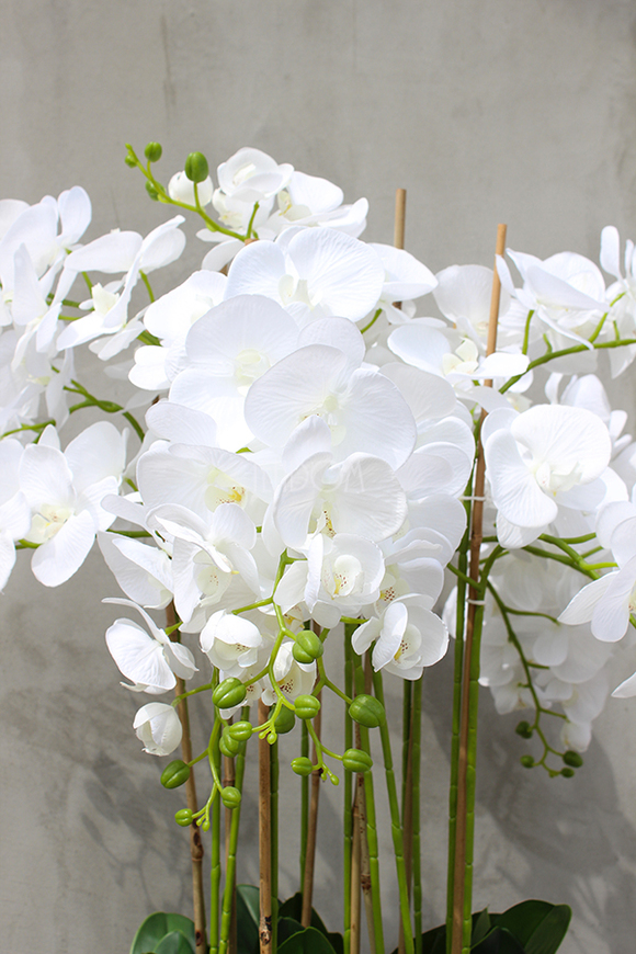 olbrzymi storczyk Gigant Nevis, wys.170cm