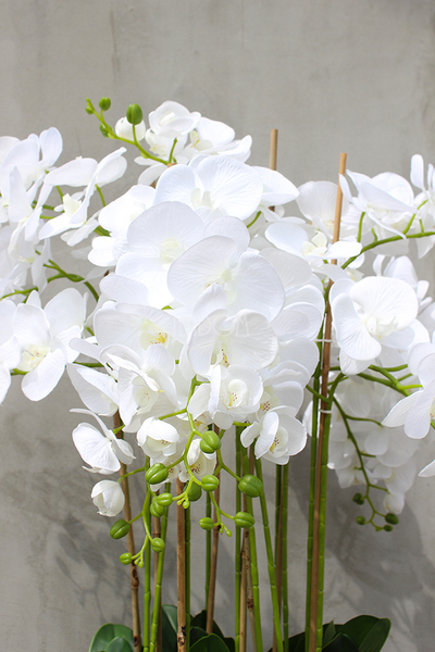 olbrzymi storczyk Gigant Nevis, wys.170cm