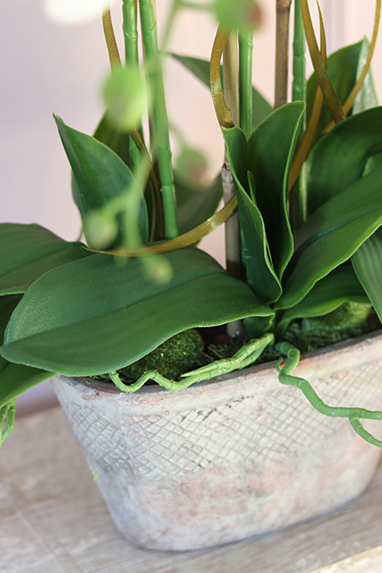 Monte Christo, niesamowity storczyk w oryginalnej donicy, wys.60cm