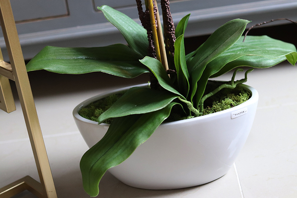 Bluenello, wysoki niebieski storczyk, wys.74cm