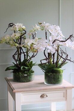 Glassier Morrano, storczyk w szklanej misie, wys.64cm 