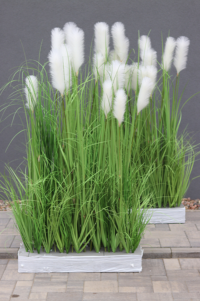 Georgina Saute, kompozycja z traw do obsadzenia, wys.149cm