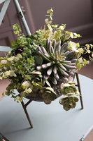 kompozycja sukulenty na trójnogu, Nikaragua, wys.38cm