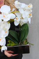 storczyk Banerra Silver w minimalistycznej donicy, wys.38cm