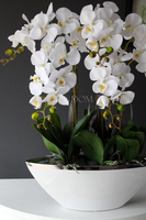 storczyk Laos Big Exclusive w białej donicy ze srebrnym rantem, wys.65cm