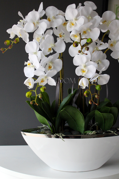 storczyk Laos Big Exclusive w białej donicy ze srebrnym rantem, wys.65cm