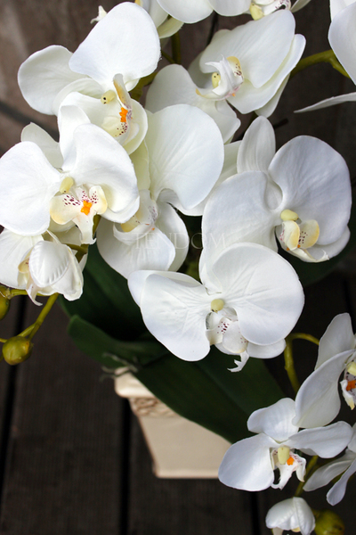 sztuczny storczyk Kassena w kolorze naturalnej bieli, wys.70cm