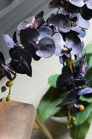 Bluenello, wysoki niebieski storczyk, wys.74cm