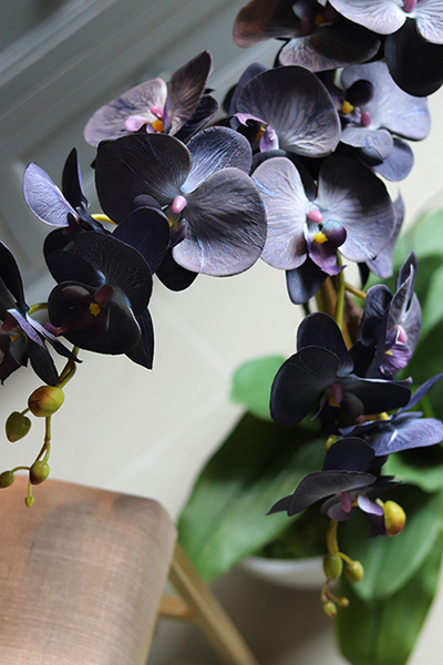 Bluenello, wysoki niebieski storczyk, wys.74cm