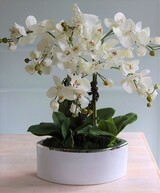 Jedova Manfredo, sztuczny storczyk w białej donicy, wys.60cm