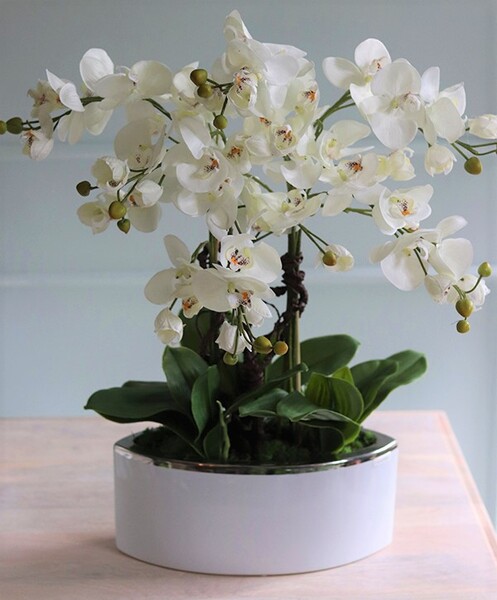 Jedova Manfredo, sztuczny storczyk w białej donicy, wys.60cm