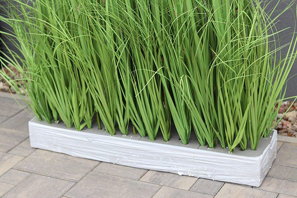 Georgina Saute, kompozycja z traw do obsadzenia, wys.149cm