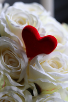 box Róże z Sercem, kremowa kompozycja róż w czerwonym pudełku, wys.30cm