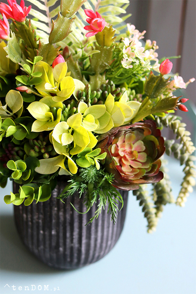 atrakcyjna kompozycja sukulenty, Monterra Villeto, wys.37cm