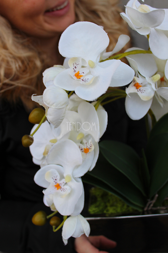 storczyk Banerra Silver w minimalistycznej donicy, wys.38cm