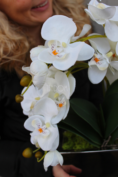 storczyk Banerra Silver w minimalistycznej donicy, wys.38cm