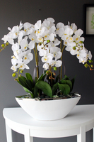 storczyk Laos Big Exclusive w białej donicy ze srebrnym rantem, wys.65cm