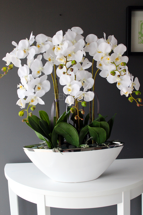 storczyk Laos Big Exclusive w białej donicy ze srebrnym rantem, wys.65cm