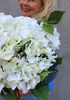Cooler z hortensjami, elegancka kompozycja kwiatowa, wys.40cm