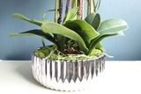 Optima, storczyk w srebrnej ceramicznej donicy glamour, wys.56cm