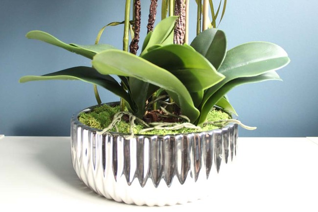 Optima, storczyk w srebrnej ceramicznej donicy glamour, wys.56cm