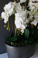 storczyk Jardin Grande w metalowej donicy, wys.97cm