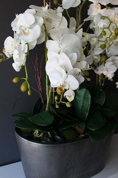 storczyk Jardin Grande w metalowej donicy, wys.97cm