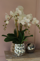 Raymundo, niesamowity storczyk w srebrnej donicy, wys.52cm