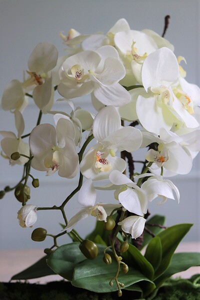 Laos Volcano, bardzo elegancki storczyk w ozdobnej osłonce, wys.42cm