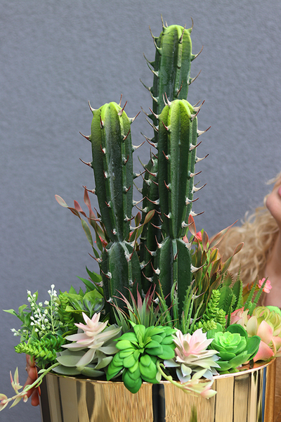 Borneo Golderia, sukulenty z kaktusem w złotej donicy, wys.110cm