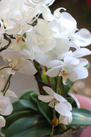 Galenna White, storczyk w srebrnej donicy glamour, wys.54cm 