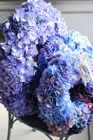 Blue Fellena, bogaty wianek z hortensji, śr.41cm