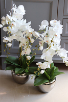 Aurelia Silver Small, elegancki storczyk w srebrnej donicy, wys.65cm