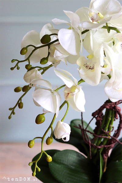 Bonti, storczyk ecru w białej donicy, wys.50cm 