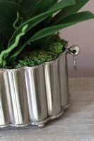 Selinia, niesamowity storczyk w cynowanej donicy, wys.55cm