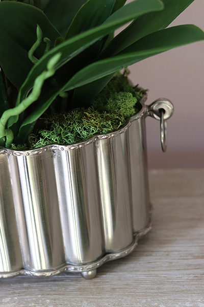 Selinia, niesamowity storczyk w cynowanej donicy, wys.55cm