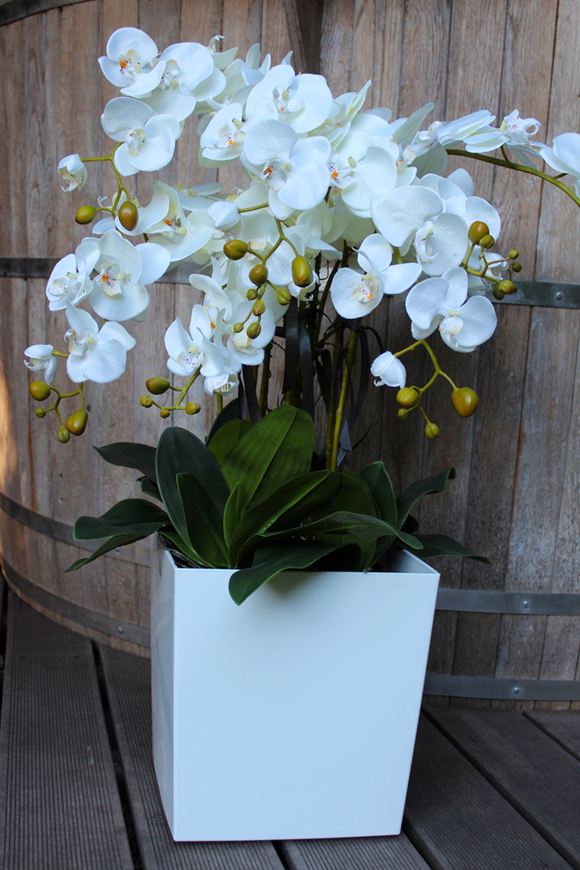 storczyk White House 2 Grande w minimalistycznej donicy, wys.90cm