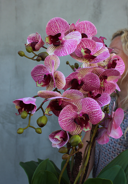 bardzo elegancki storczyk w metalowym pucharze Castellamare, wys.64cm