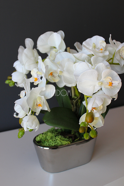 storczyk Mini Silver w minimalistycznej donicy, wys.30cm