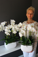 Glamour mniejszy storczyk w białej podłużnej donicy, wys.51cm