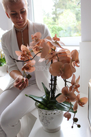 Cappucino storczyk w białej ażurowej donicy, wys.55cm