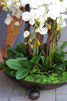 bardzo duży storczyk, Fire Grande Premioso, wys.80cm