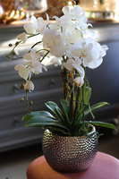 Galenna White, storczyk w srebrnej donicy glamour, wys.54cm 