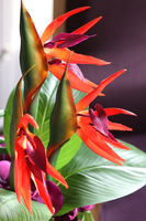 kompozycja ze strelicją i orchideą, Derosa wys.53cm