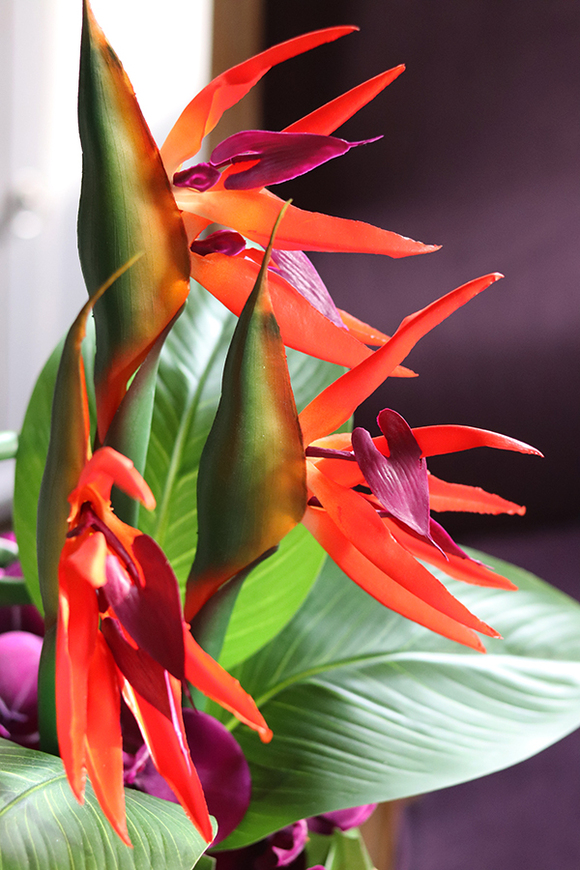 kompozycja ze strelicją i orchideą, Derosa wys.53cm