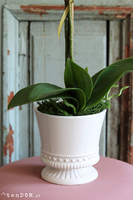 biały storczyk w ceramicznej donicy, Similareta wys.56cm