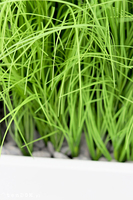 Fiberglass Grande Premium, sztuczne trawy w eleganckiej donicy, wys. 110cm