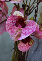 bardzo elegancki storczyk w metalowym pucharze Castellamare, wys.64cm