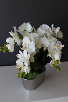 storczyk Mini Silver w minimalistycznej donicy, wys.30cm